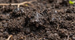 impact of soil moisture